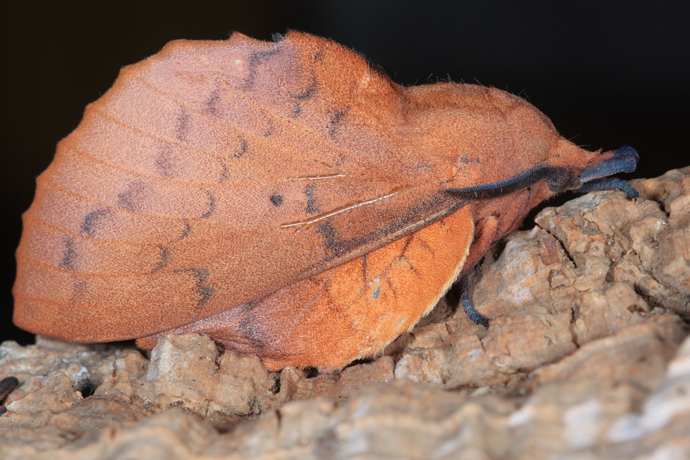 Gastropacha quercifolia. Curiosit e dettagli